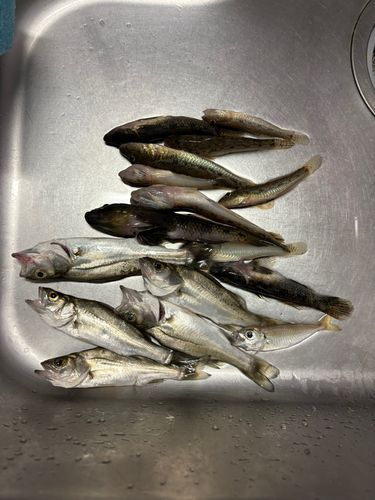 マハゼの釣果