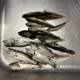 マハゼ