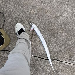 タチウオ