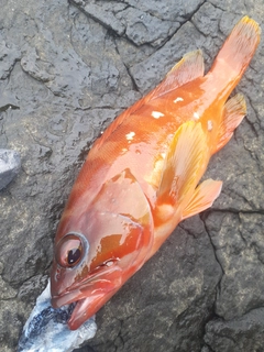 アカハタの釣果