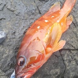 アカハタ