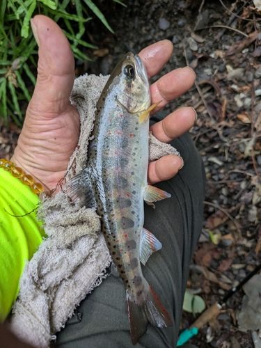 アマゴの釣果