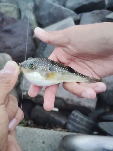 クサフグの釣果