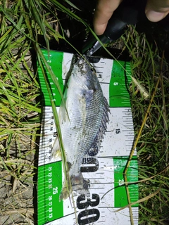 キビレの釣果