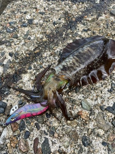 アオリイカの釣果