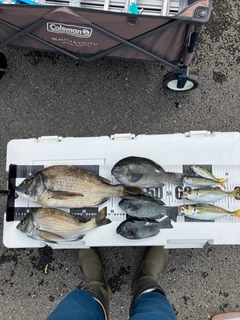 チヌの釣果