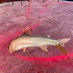 アユの釣果