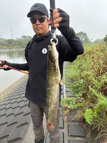 ナマズの釣果