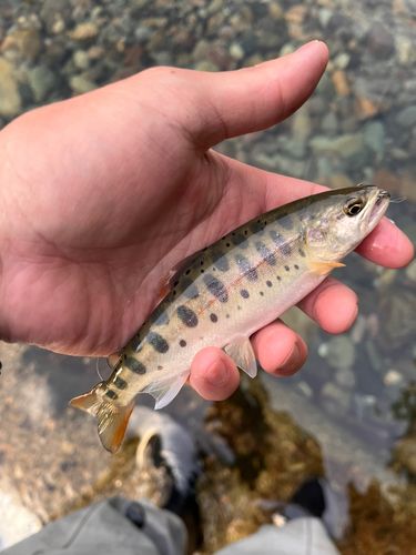 ヤマメの釣果