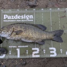 スモールマウスバス