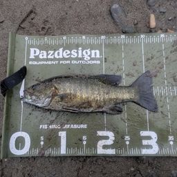 スモールマウスバス