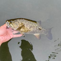 スモールマウスバス