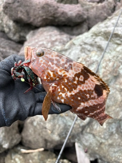 キジハタの釣果