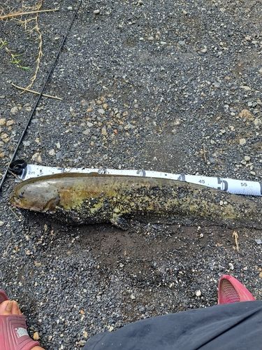 ニホンナマズの釣果