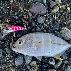 メッキの釣果