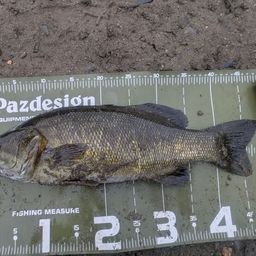 スモールマウスバス