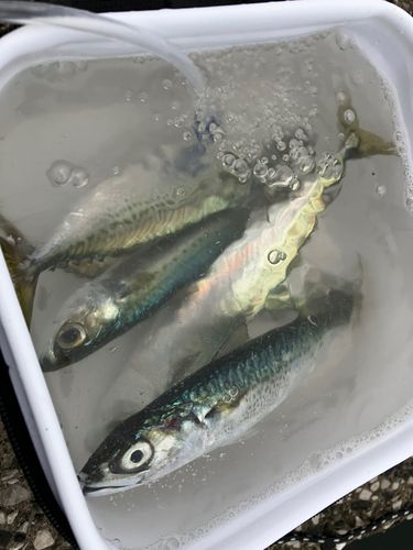 サバの釣果