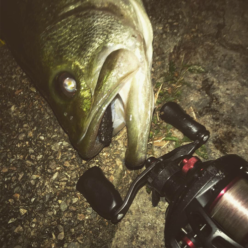 ブラックバスの釣果