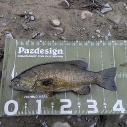 スモールマウスバス