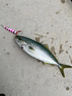 ツバイソの釣果