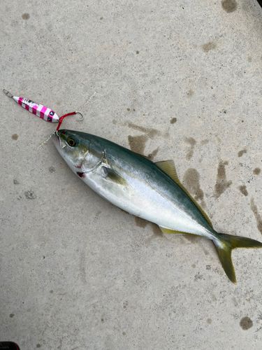 魚津漁港