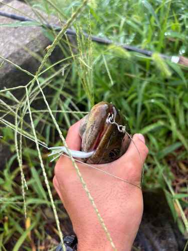 ライギョの釣果