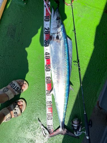 カマスサワラの釣果