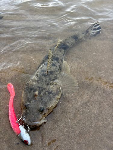 マゴチの釣果