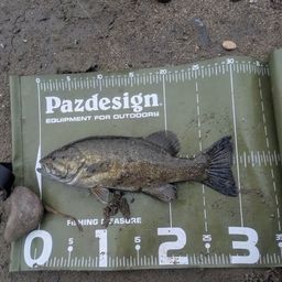 スモールマウスバス