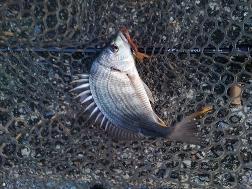 キビレの釣果