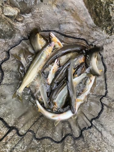 アユの釣果