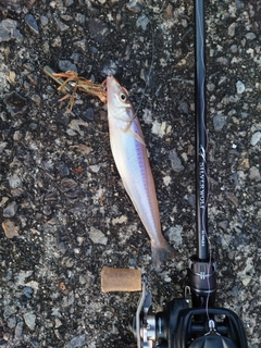 シロギスの釣果
