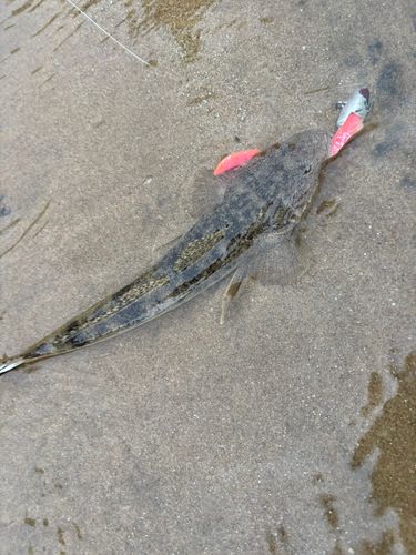 マゴチの釣果