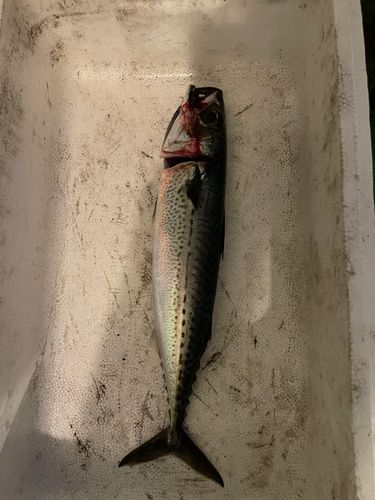 伊豆大島
