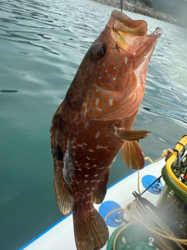 キジハタの釣果