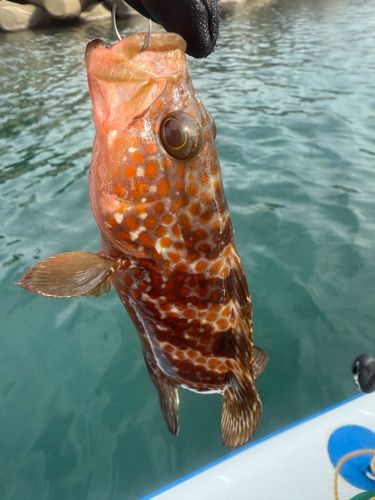キジハタの釣果