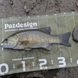 スモールマウスバス