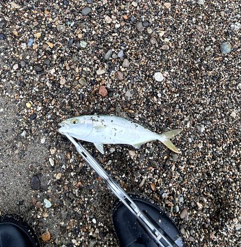 ワカシの釣果