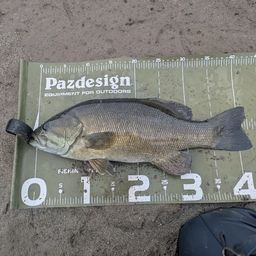 スモールマウスバス