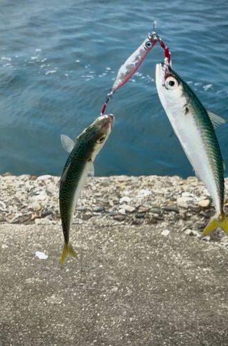 サバの釣果