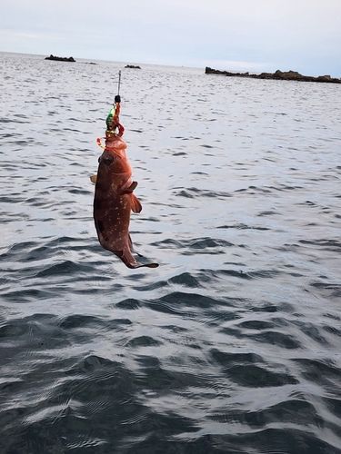 キジハタの釣果