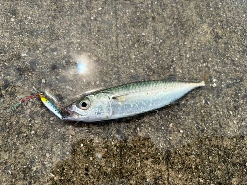 サバの釣果
