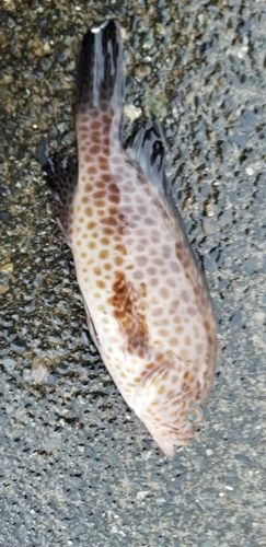オオモンハタの釣果