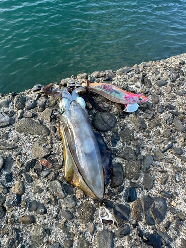 アオリイカの釣果