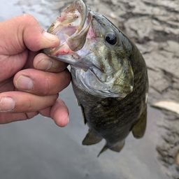 スモールマウスバス