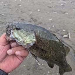 スモールマウスバス