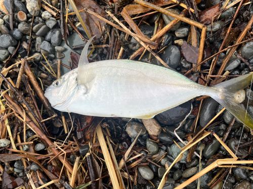 シマアジの釣果