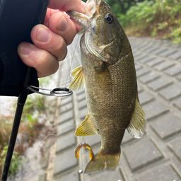 スモールマウスバス