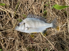 キチヌの釣果