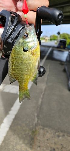 ブルーギルの釣果